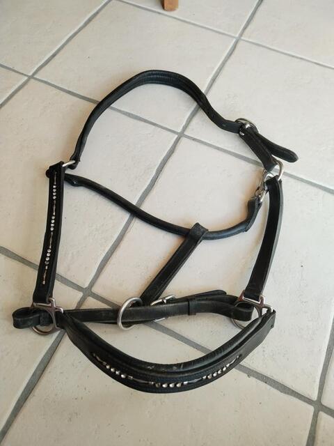 Licol cuir