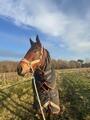 Couverture Titan Trio cheval