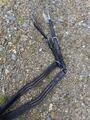 Collier de chasse