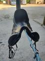 A vendre selle neuve de dressage ANTARES noir