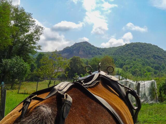 Harnais complet d'attelage pour poney ou petit cheval