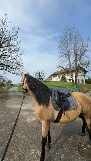 selle Fouganza Noire