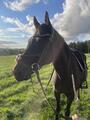 filet equipe