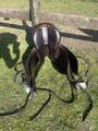 Selle de dressage butet