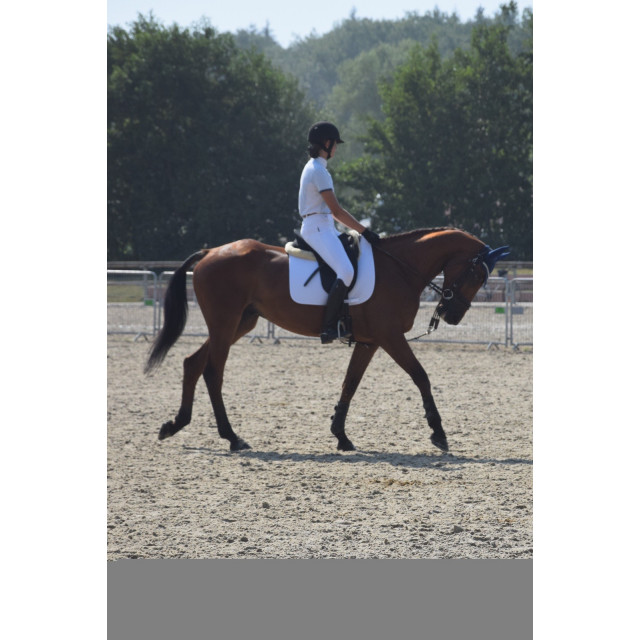 Selle dressage