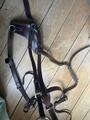 Collier de chasse - martingale Poney Marron