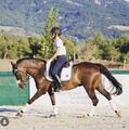 Selle de dressage monoquartier noire 16,5