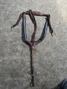 collier de chasse antares