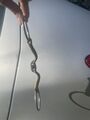 Mors Verbindend Neue Schule