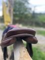 Selle renaissance 17,5