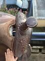 Selle Western