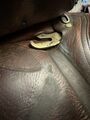 Selle Spooner Antares tendance obstacle T18