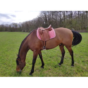 Dressage Darroze 17''