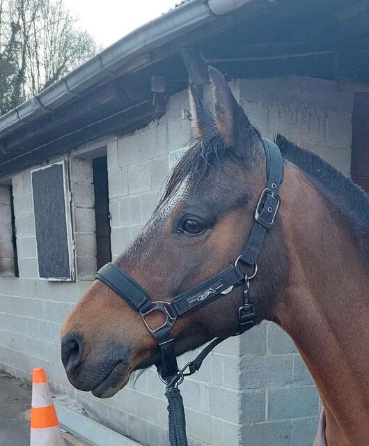 licol poney noir