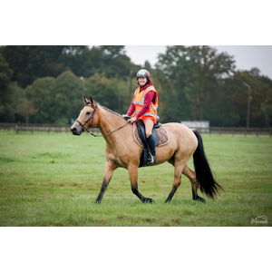 selle tekna dressage