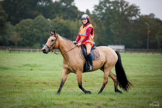 selle tekna dressage