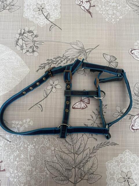 Licole covalliero bleu