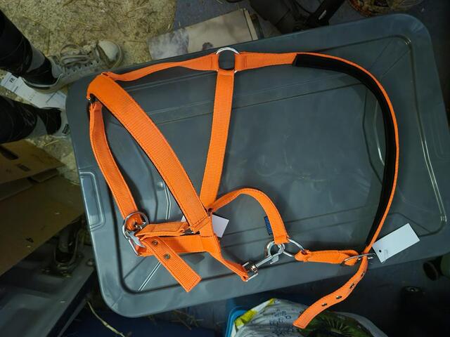 Licol orange