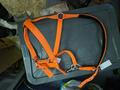 Licol orange