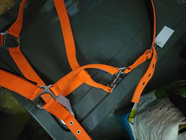 Licol orange