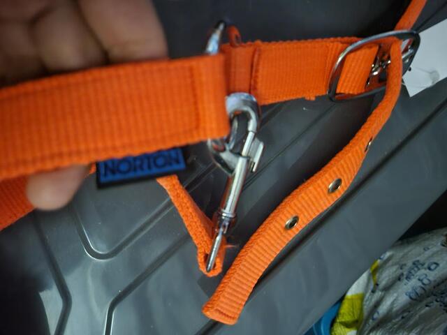 Licol orange