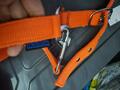 Licol orange