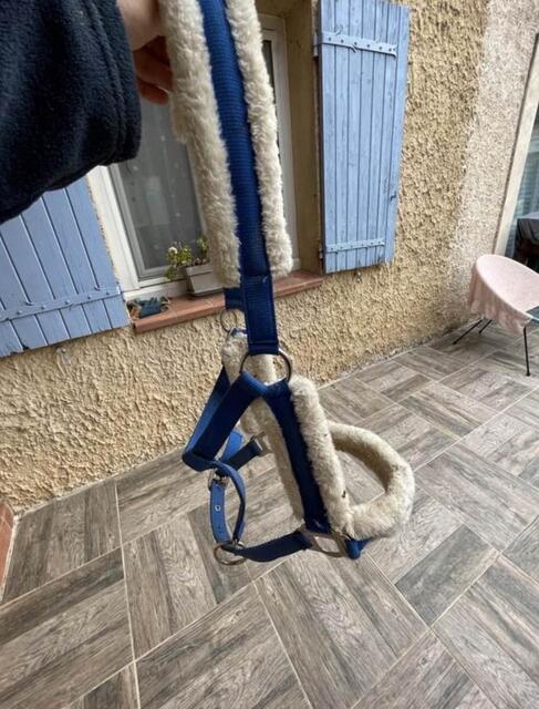 licol bleu