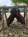 selle de dressage Childeric