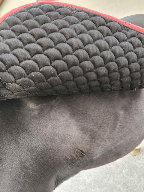 tapis dressage