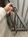 Martingale / collier de chasse