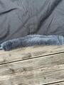 Chemise coton equitheme bleue gris