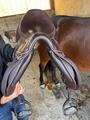 selle Devoucoux