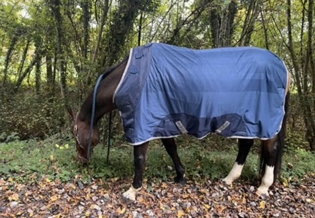 chemise séchante Ionic Horseware