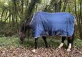 chemise séchante Ionic Horseware