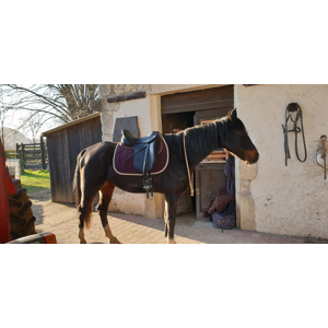 Selle de dressage Stubben maestoso