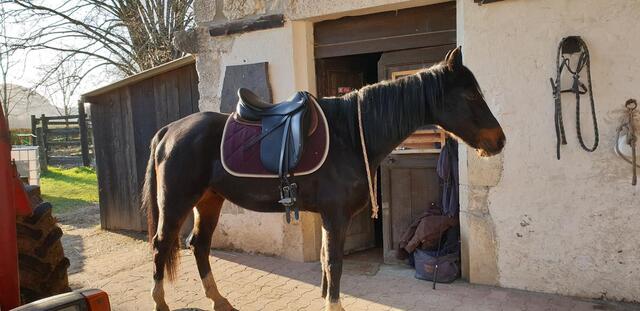 Selle de dressage Stubben maestoso