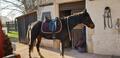 Selle de dressage Stubben maestoso