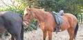 Selle de dressage Stubben maestoso