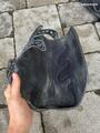 Protections dressage
