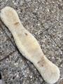 Sangle courte Félix Buhler mouton 80cm