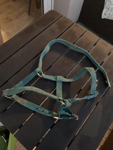 Licol bleu
