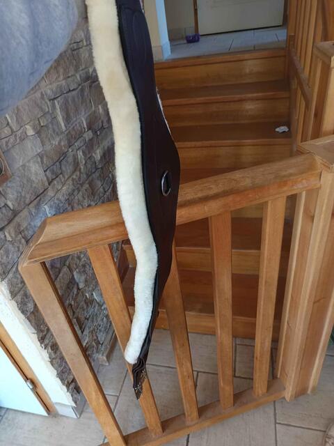 sangle anatomique mouton