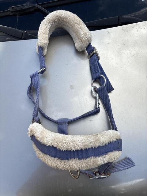 Licol bleu poney