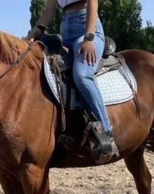 selle western