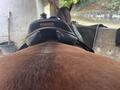 Selle childeric noire