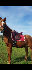 selle horse impact 17pouces