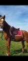 selle horse impact 17pouces