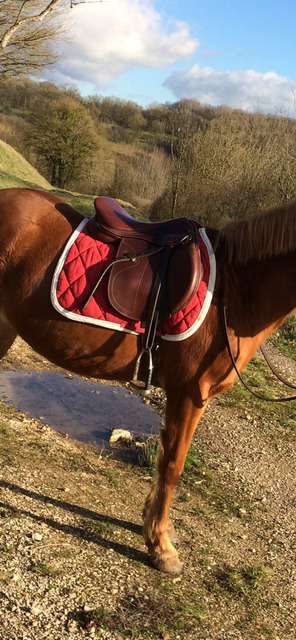 selle horse impact 17pouces