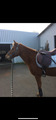 selle horse impact 17pouces