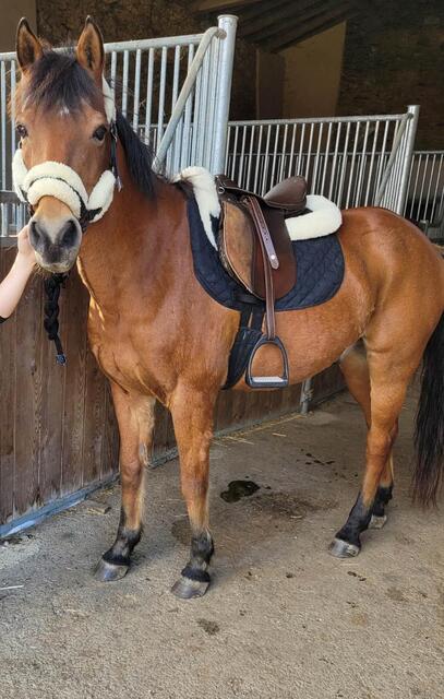 selle d’equitation 16,5"
